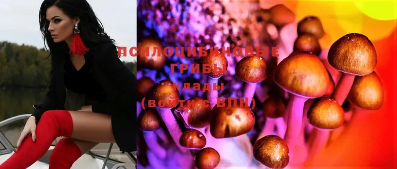 Галлюциногенные грибы Psilocybe  Вятские Поляны 